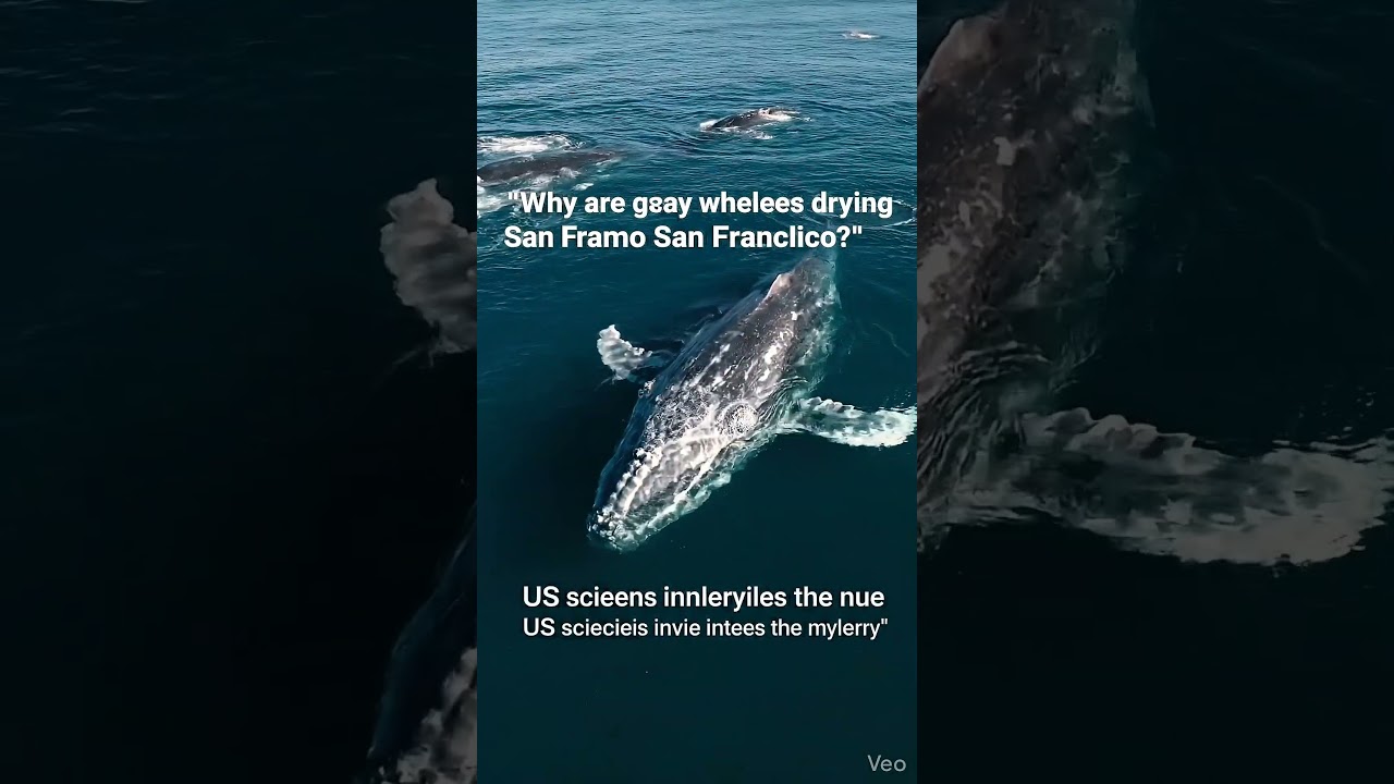 why are gray whales dying near s