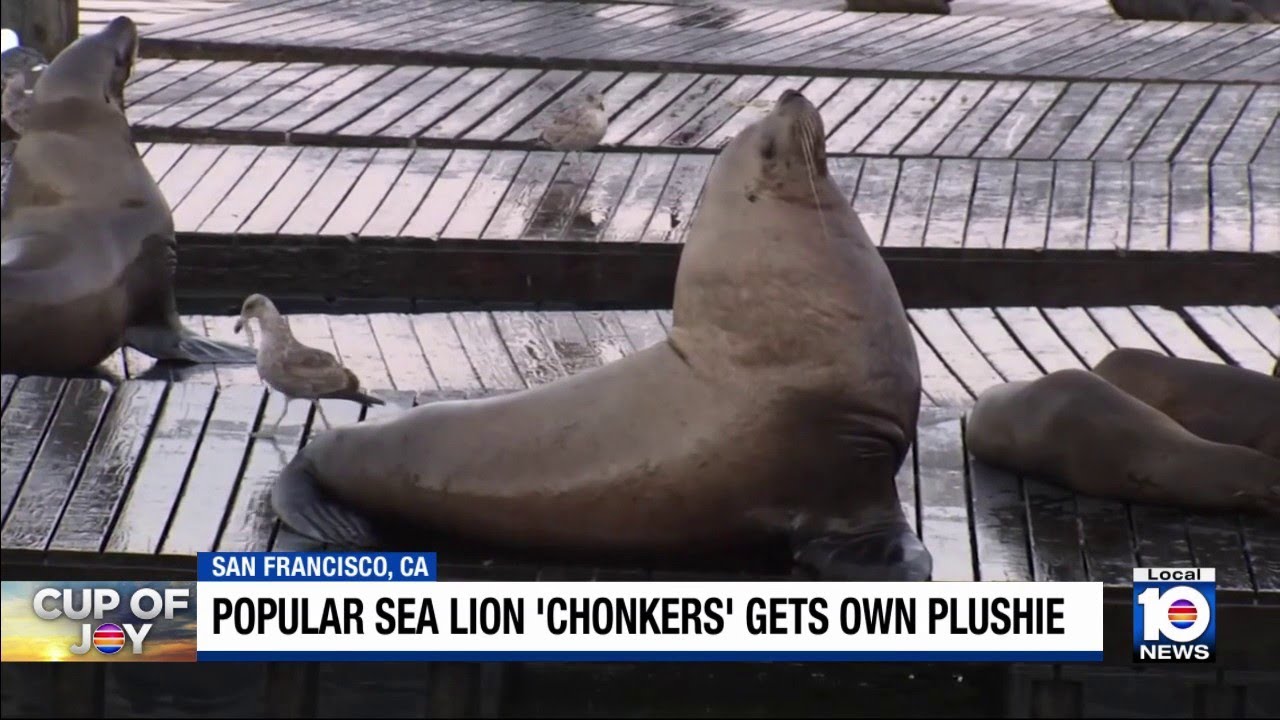 Sea lion dubbed ‘Chonkers’ is star of the show at San Francisco's Pier 39 2 sea lion dubbed chonkers is star