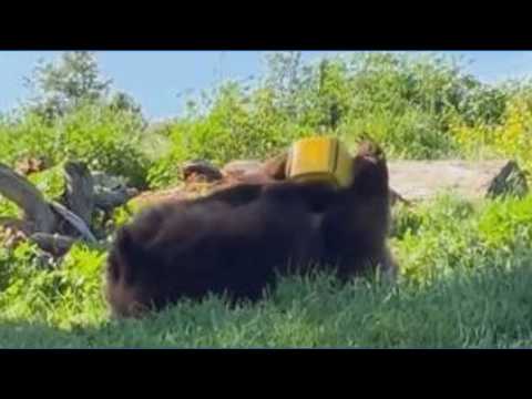 bear plays with toy while on its
