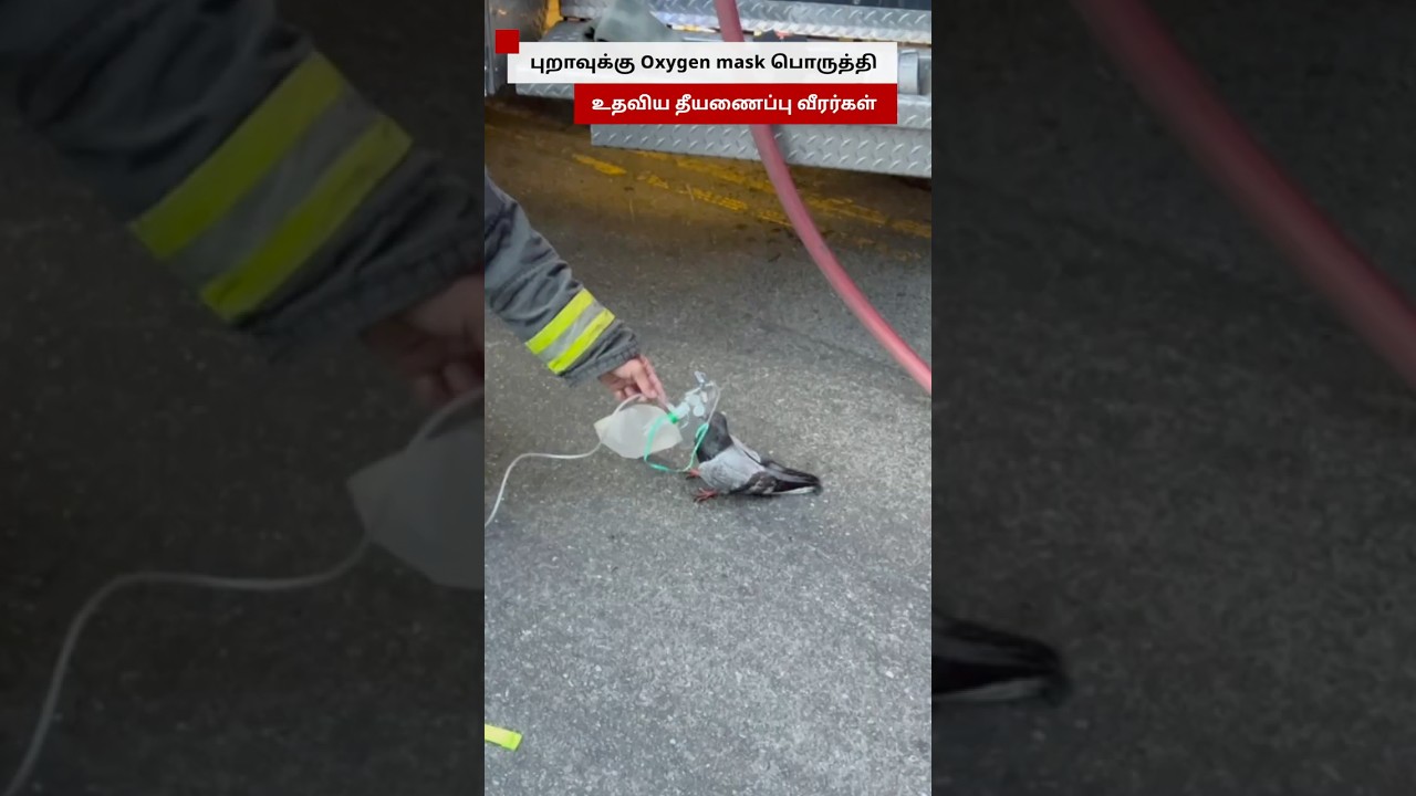 பà¯à®±à®¾à®µà¯à®à¯à®à¯ âà®à®à¯à®à®¿à®à®©à¯ மாஸà¯à®à¯â - à®à®¨à¯à®¤ தà¯à®¯à®£à¯à®ªà¯à®ªà¯ வà¯à®°à®°à¯ à®à®©à¯ à®à®ªà¯à®ªà®à®¿ à®à¯à®¯à¯à®¤à®¾à®°à¯? 2 815271