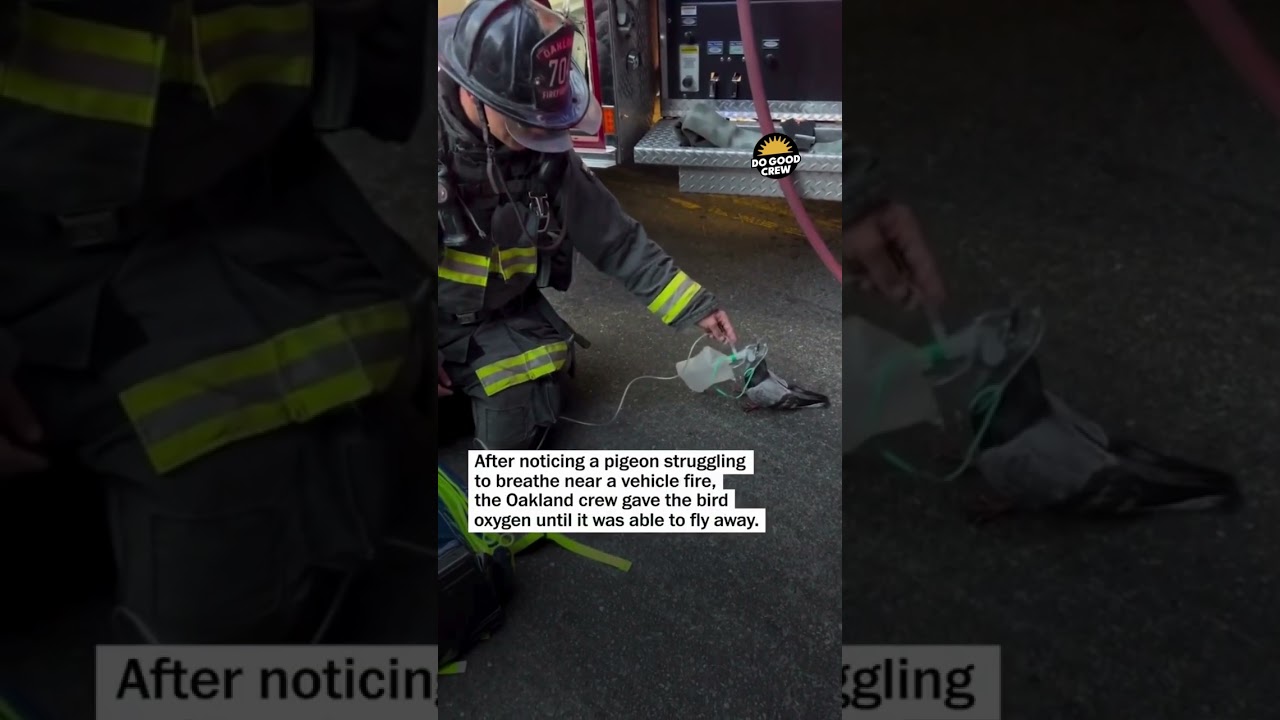 Caring for all no matter how small!! 🕊️💛 After battling a fire in Oakland, firefighters noticed a 1 caring for all no matter how sma