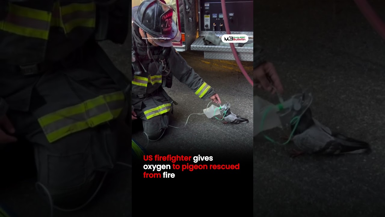 Firefighters Give Oxygen to Pigeon After Smoke Inhalation in California 2 firefighters give oxygen to pige
