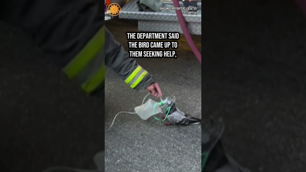Oakland, California, firefighters give pigeon oxygen after fire #shorts 2 oakland california firefighters