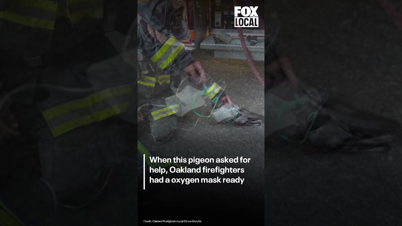 Oakland firefighters give oxygen to bird 2 oakland firefighters give