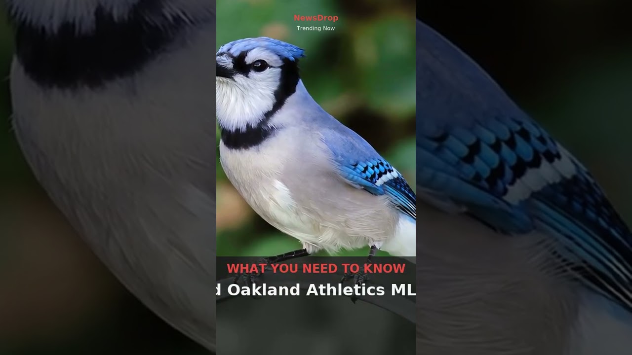 blue jays vs athletics mlb rival
