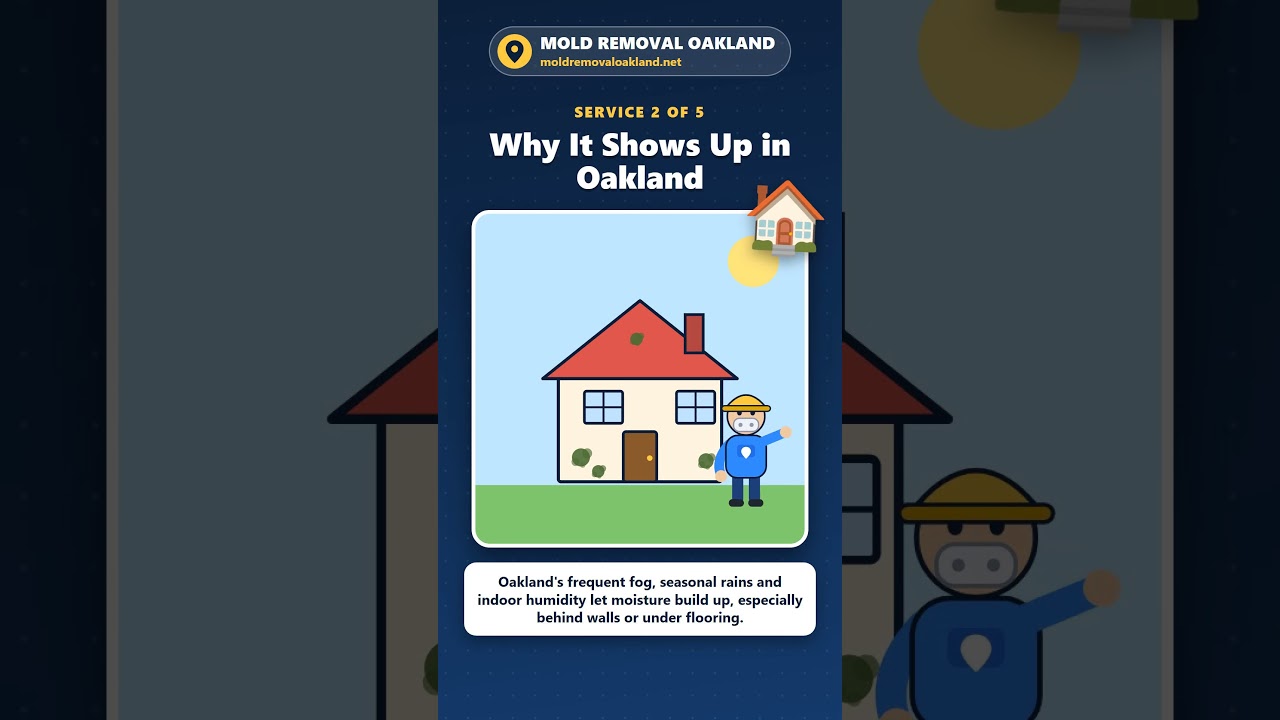 How to Tell If You Have Black Mold in Your Oakland Home