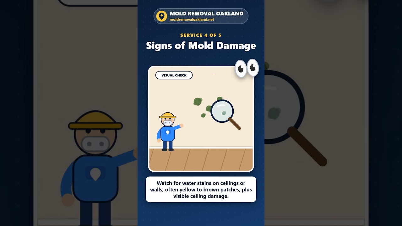 mold remediation in oakland attic basement and black mold cleanup